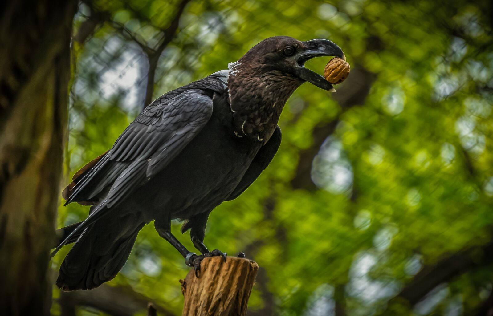 Sony E 55-210mm F4.5-6.3 OSS sample photo. Bird, feather, bill photography