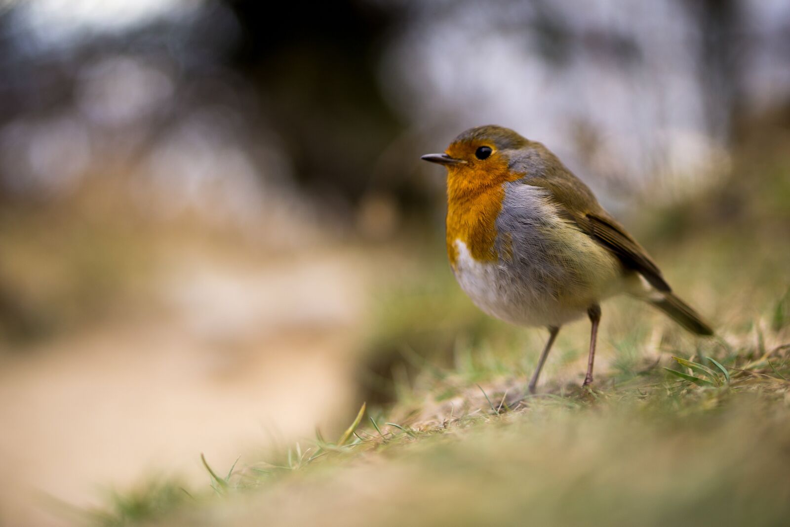 Sony a5100 sample photo. Bird, robin, standing photography
