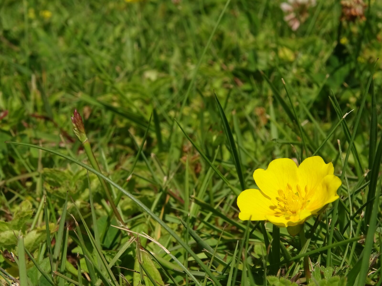Sony Cyber-shot DSC-HX400V sample photo. Buttercup, gold, flower photography