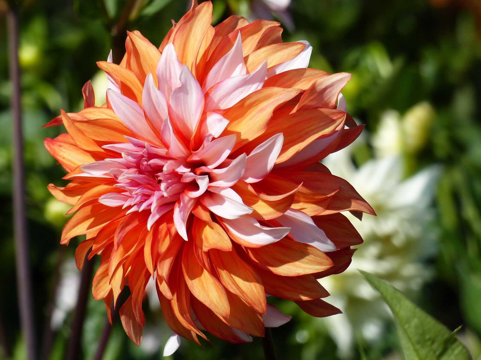 Panasonic Lumix DMC-FZ200 sample photo. Dahlia, orange, white photography