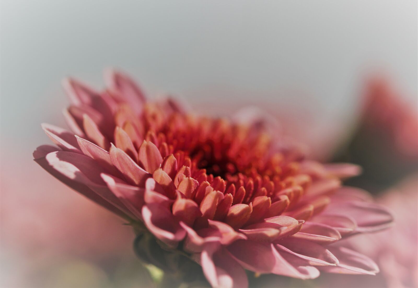 Canon EOS 1200D (EOS Rebel T5 / EOS Kiss X70 / EOS Hi) sample photo. Chrysanthemum, flower, autumn photography