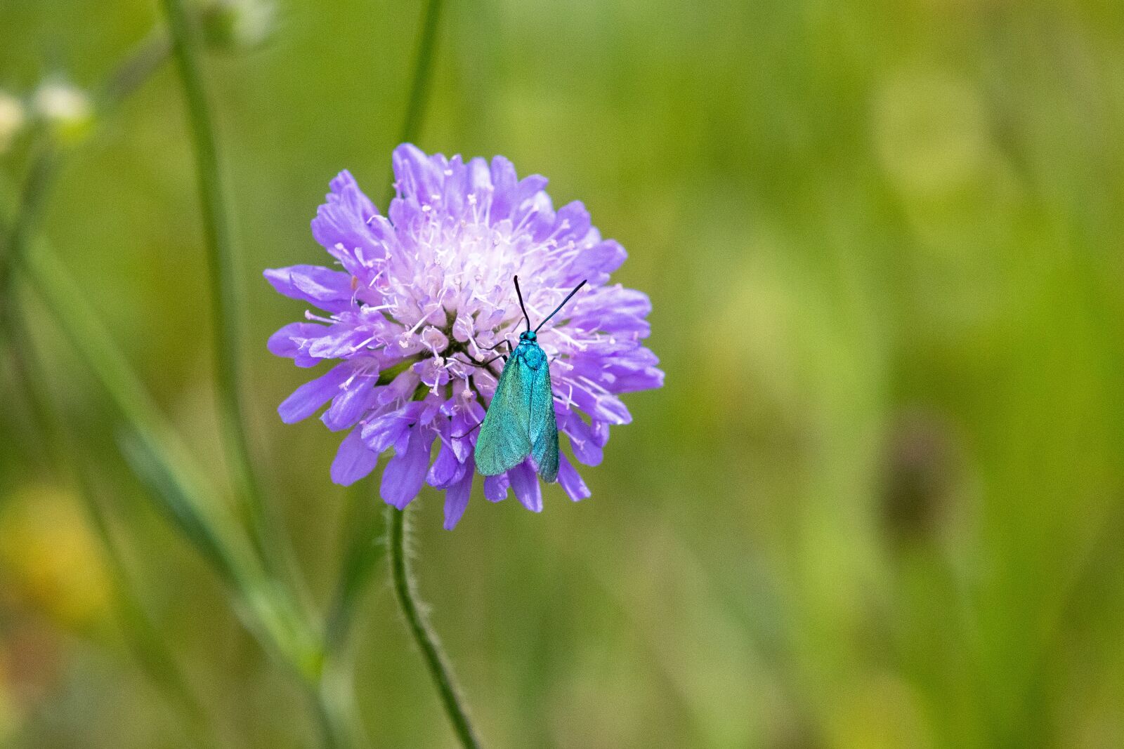 Canon EOS 80D sample photo. Green aries chen, butterfly photography