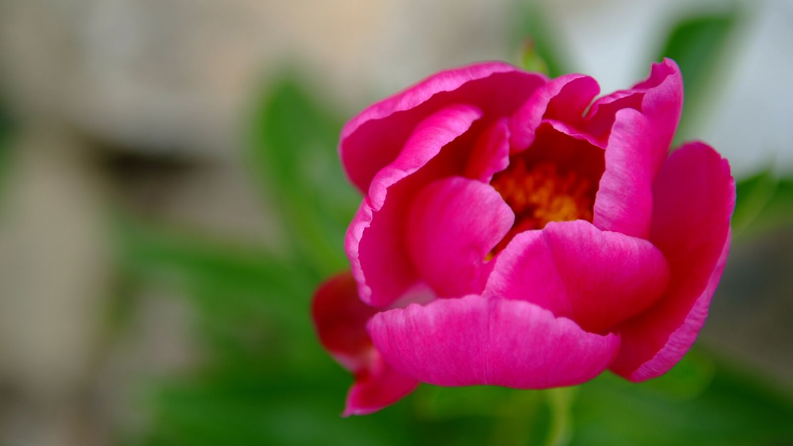 Fujifilm FinePix S3 Pro sample photo. Nature, flowers, plants photography