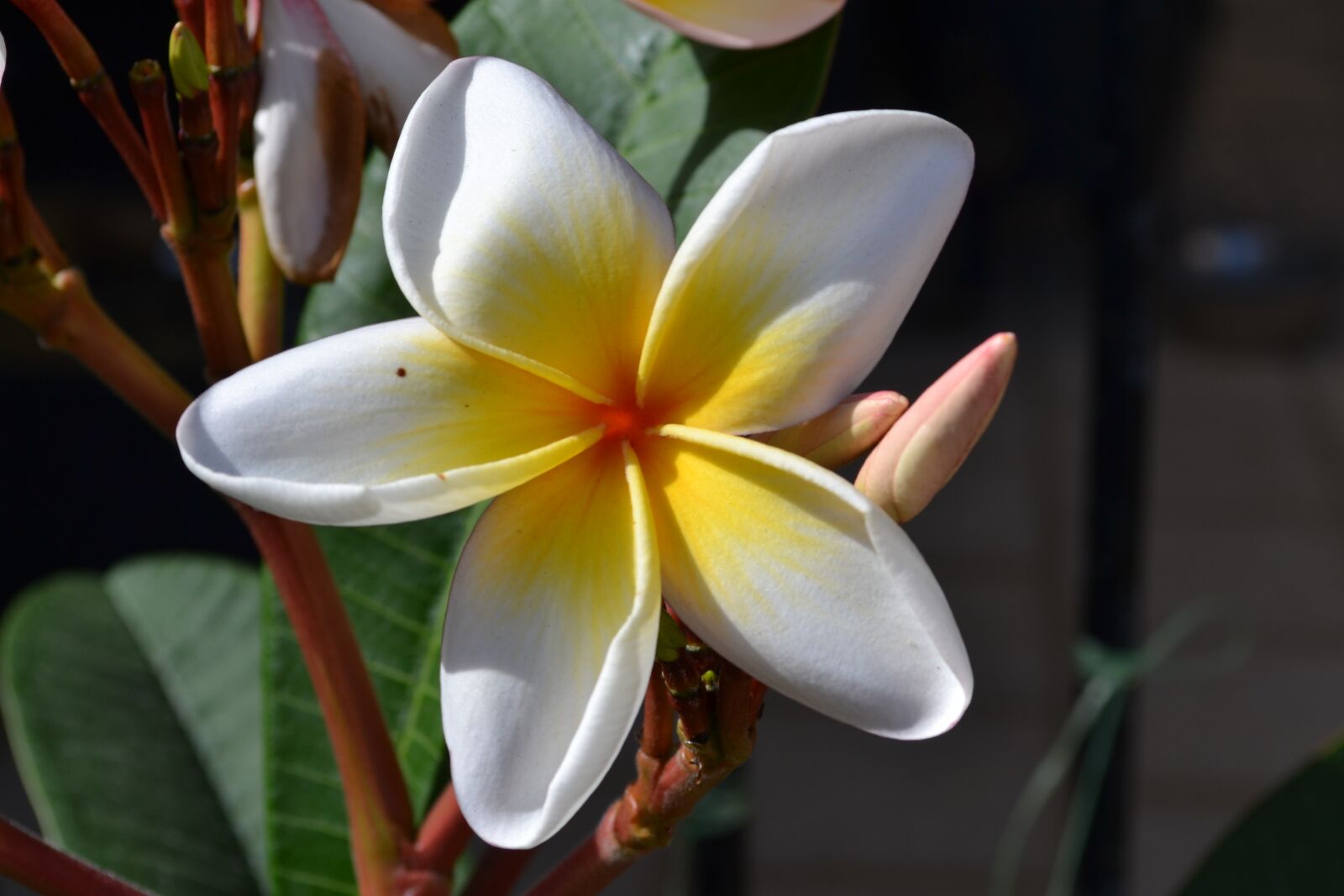 Nikon D3100 sample photo. Frangipani, flower, plants photography