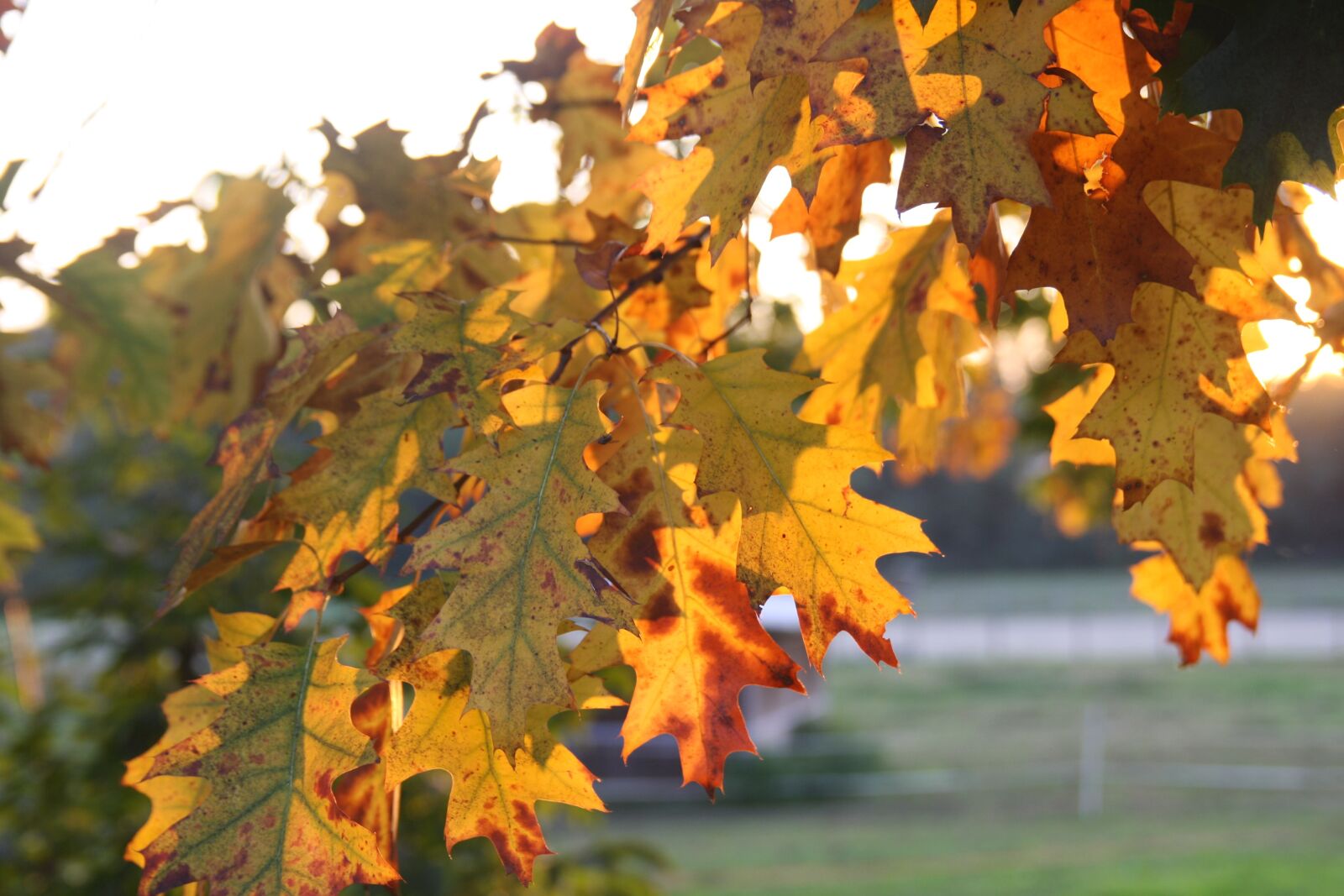 Canon EOS 1000D (EOS Digital Rebel XS / EOS Kiss F) sample photo. Leaves, autumn, nature photography