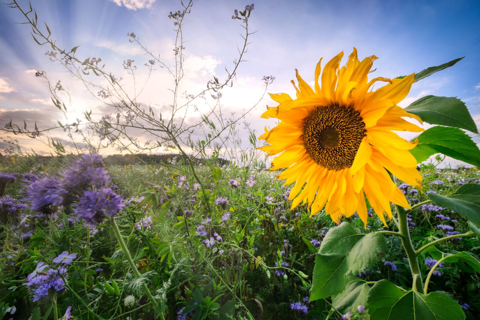 Panasonic Lumix DC-G90 (Lumix DC-G91) sample photo. Sunflower, sunbeam, field photography