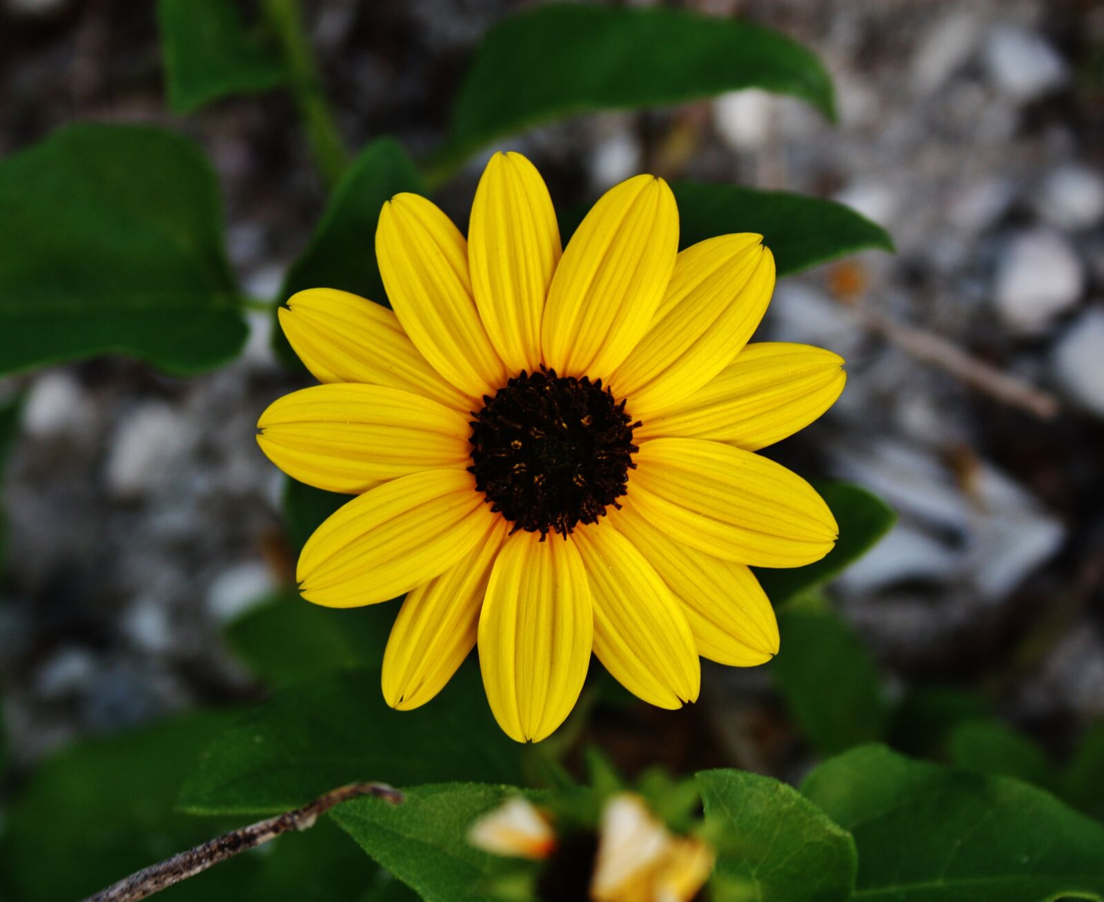 Canon EOS 450D (EOS Rebel XSi / EOS Kiss X2) sample photo. Flower, yellow, nature photography