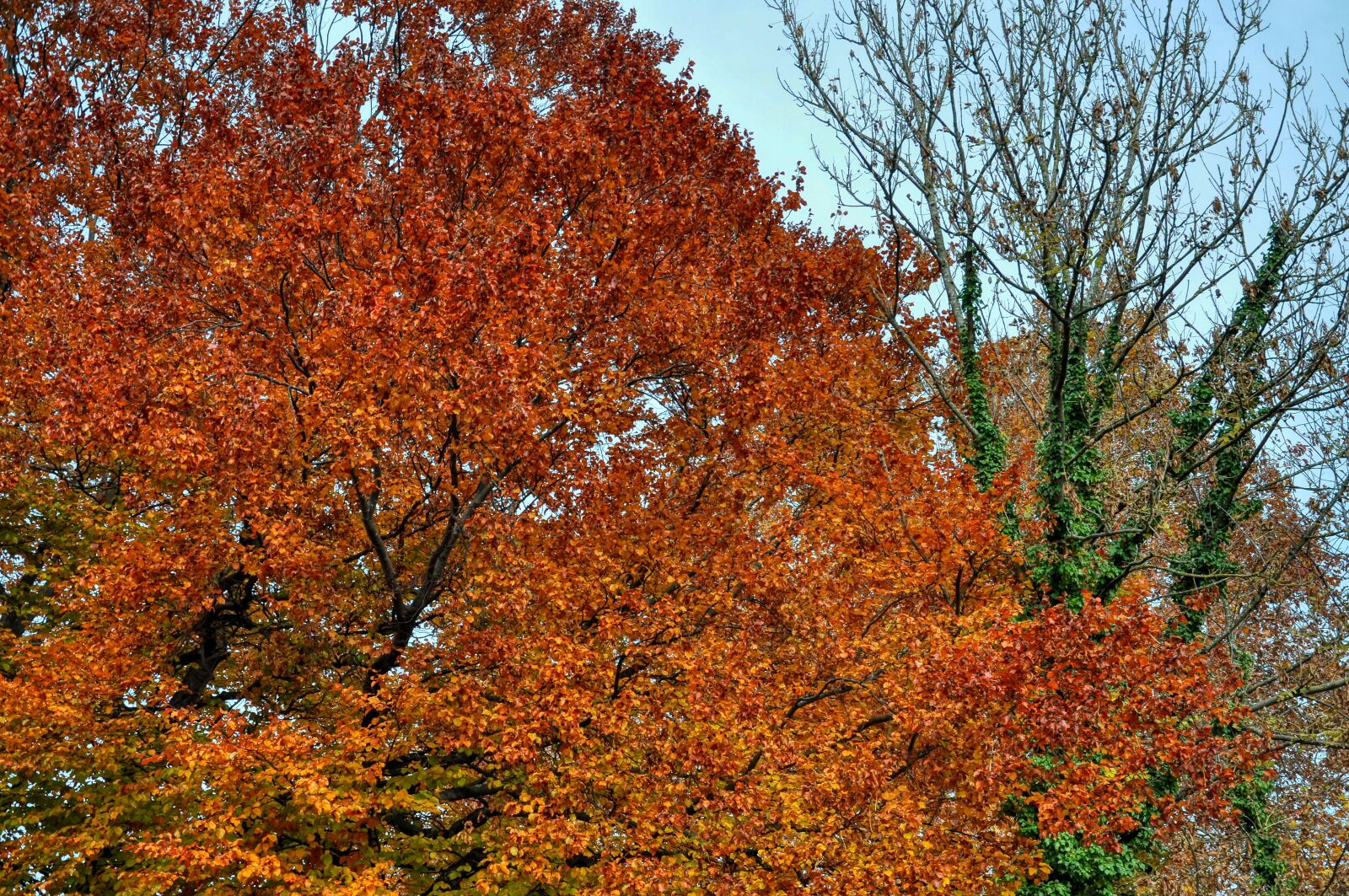 Nikon D5000 sample photo. Autumn, trees, leaves photography