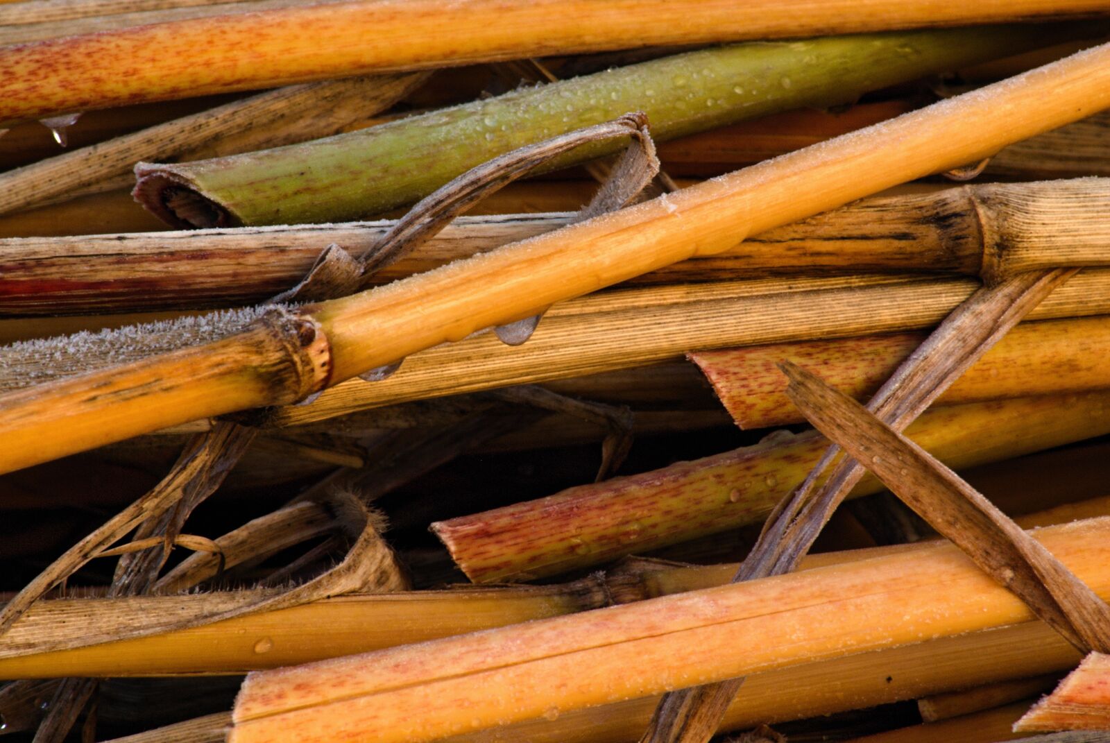 Nikon D80 + 70.00 - 300.00 mm f/4.0 - 5.6 sample photo. Straws, scapes, bamboo photography