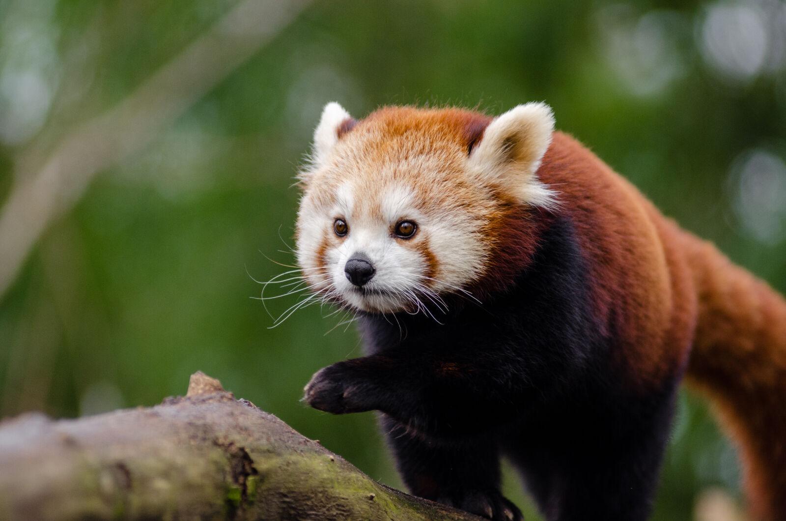AF Zoom-Nikkor 80-200mm f/2.8 ED sample photo