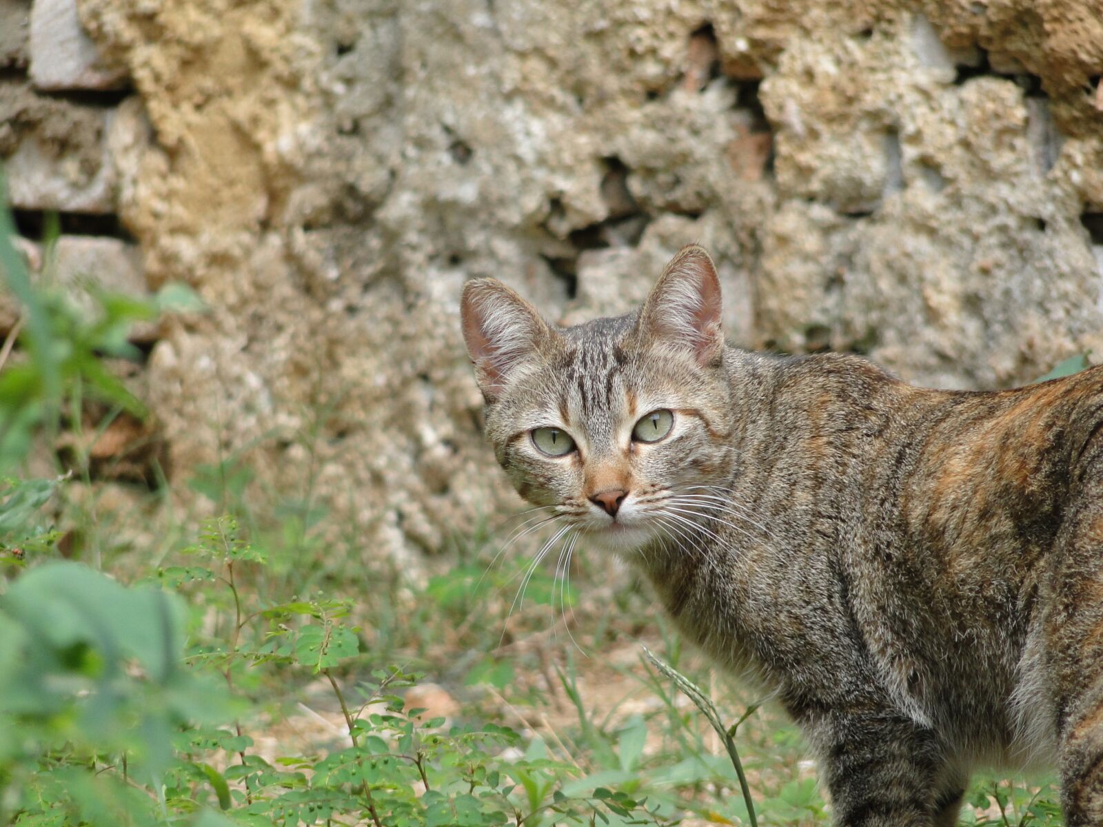 Sony Cyber-shot DSC-HX1 sample photo. Animalia, nature, cat photography