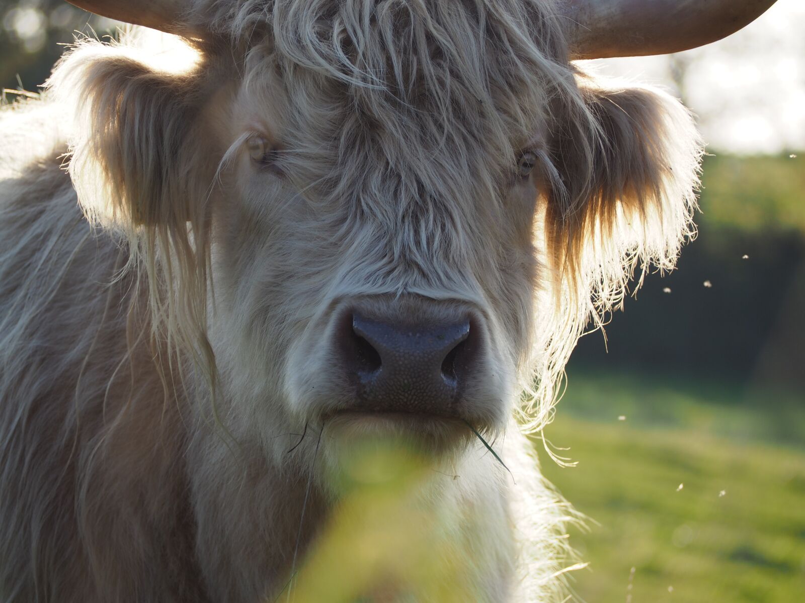 Olympus OM-D E-M10 sample photo. Beef, highland beef, scottish photography