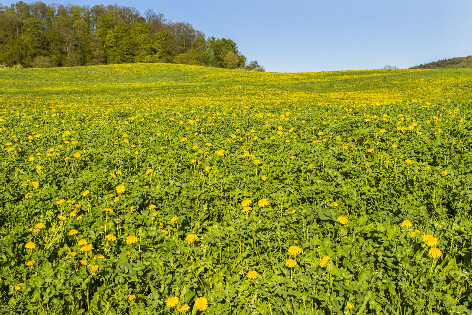 Canon EOS 700D (EOS Rebel T5i / EOS Kiss X7i) sample photo. Dandelion, meadow, yellow photography