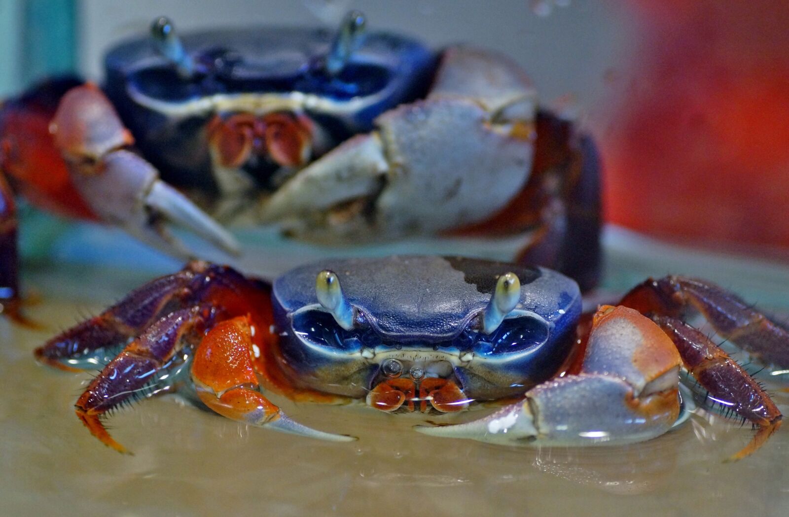 Sony SLT-A58 sample photo. Crab, african, aquarium photography