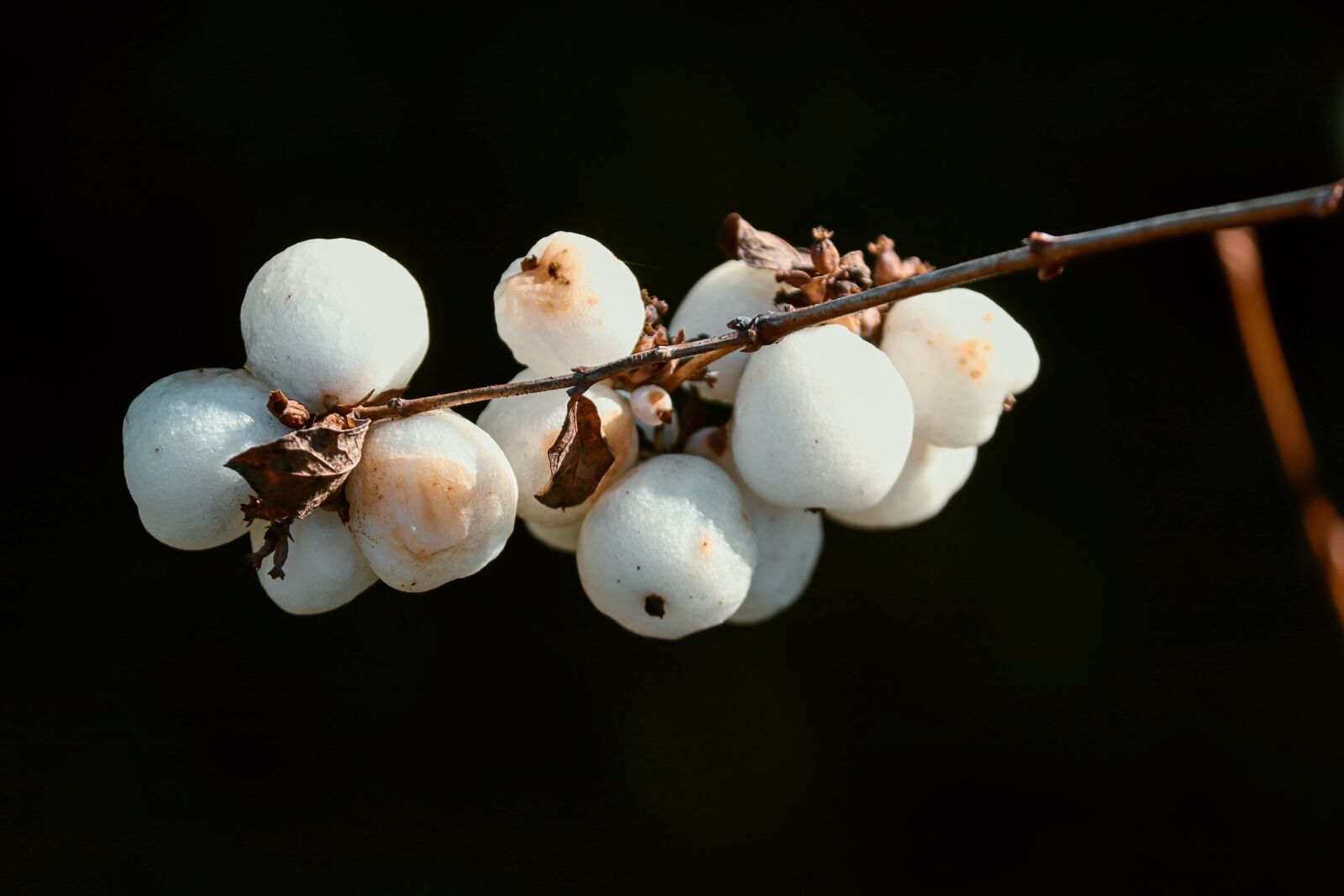 Canon EOS 200D (EOS Rebel SL2 / EOS Kiss X9) sample photo. Snow berries, symphoricarpos, white photography