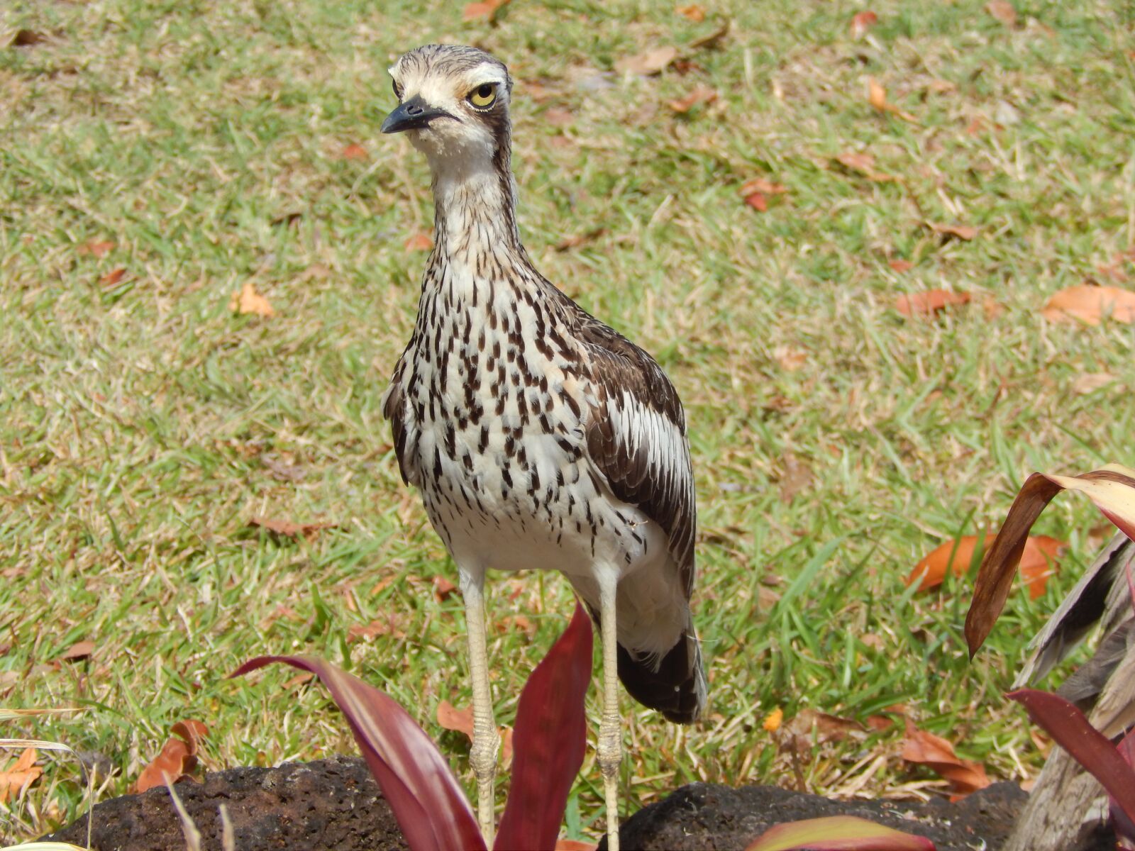 Nikon Coolpix L820 sample photo. Curlew, bird, suspicious photography