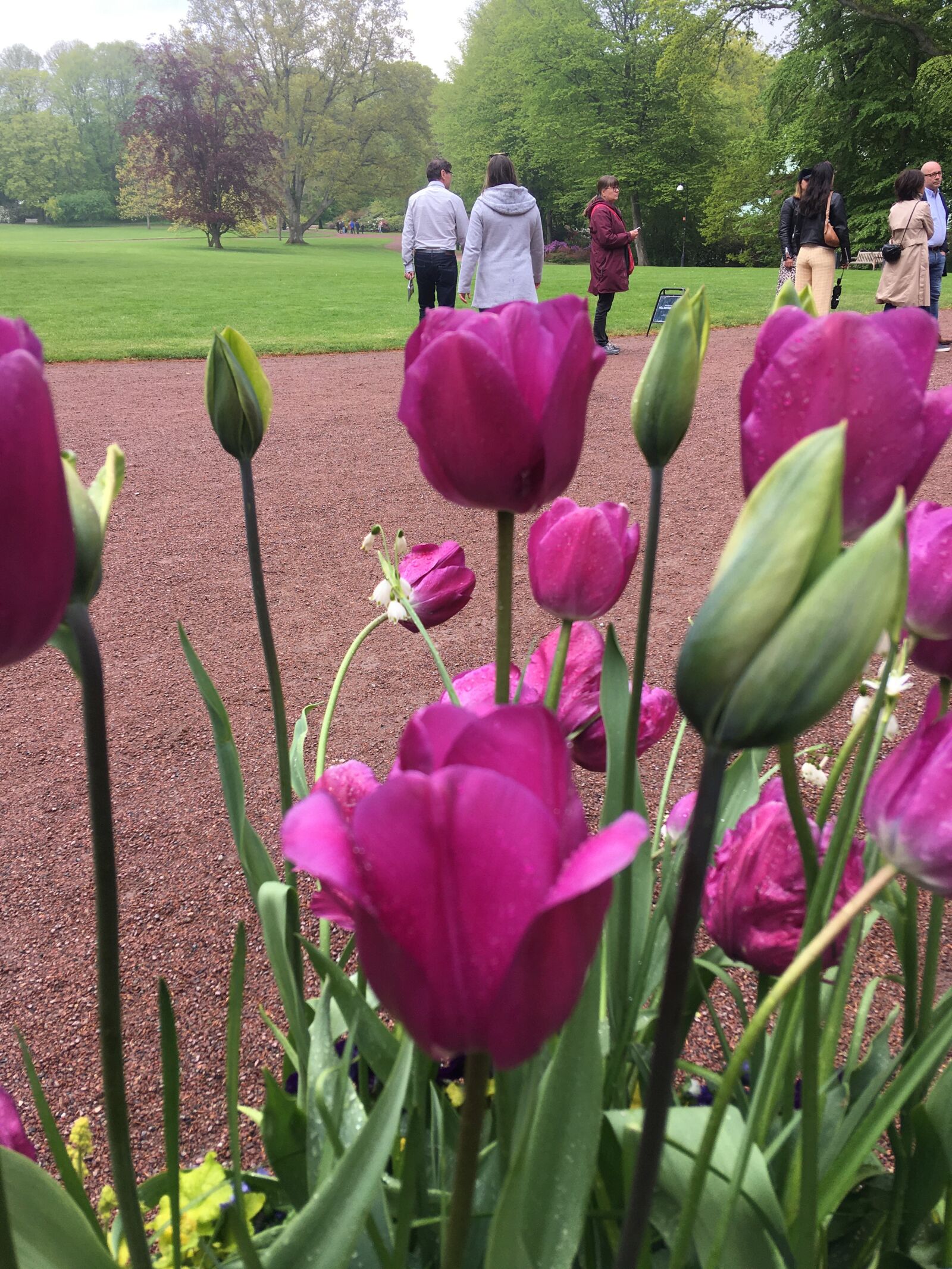 iPhone SE back camera 4.15mm f/2.2 sample photo. Tulips, sofiero castle, park photography
