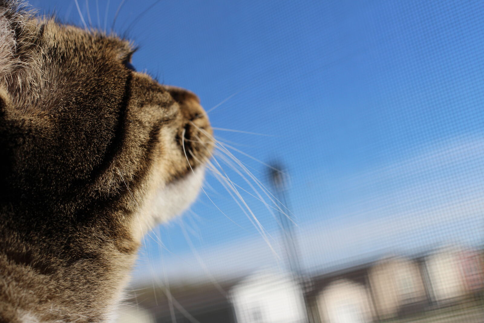 Canon EOS 100D (EOS Rebel SL1 / EOS Kiss X7) + Canon EF 40mm F2.8 STM sample photo. Cat, cat, looking, at photography