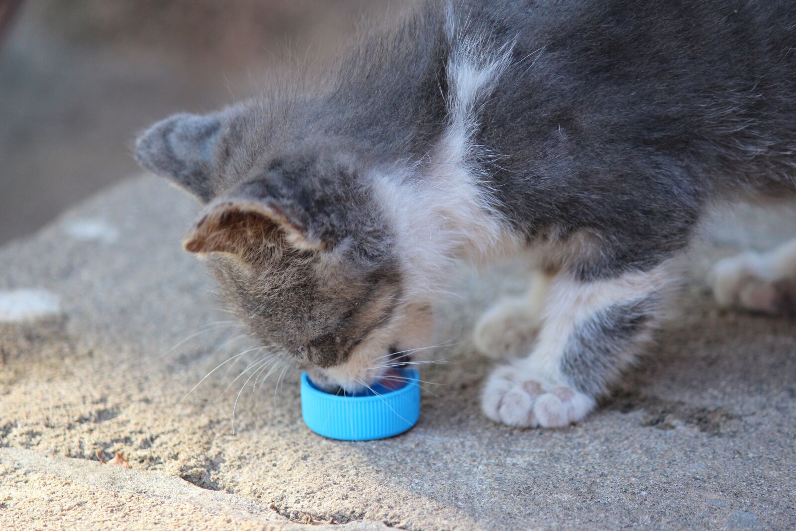 Canon EOS 600D (Rebel EOS T3i / EOS Kiss X5) sample photo. Kitten, eat, morocco photography