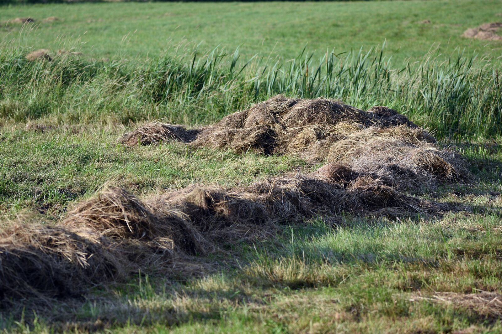 Nikon D3400 sample photo. Field, hay, harvest photography