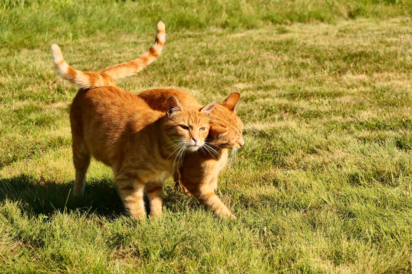 Panasonic Lumix DMC-FZ2500 (Lumix DMC-FZ2000) sample photo. Cats, para, tails photography