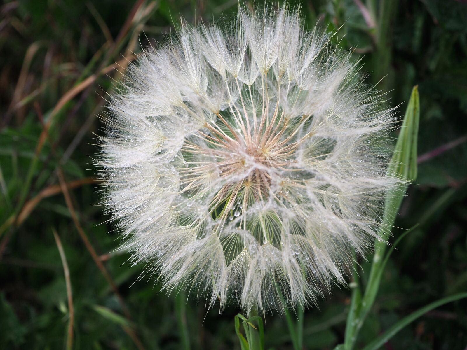 Olympus OM-D E-M10 II sample photo. Dandelion, blossom, bloom photography