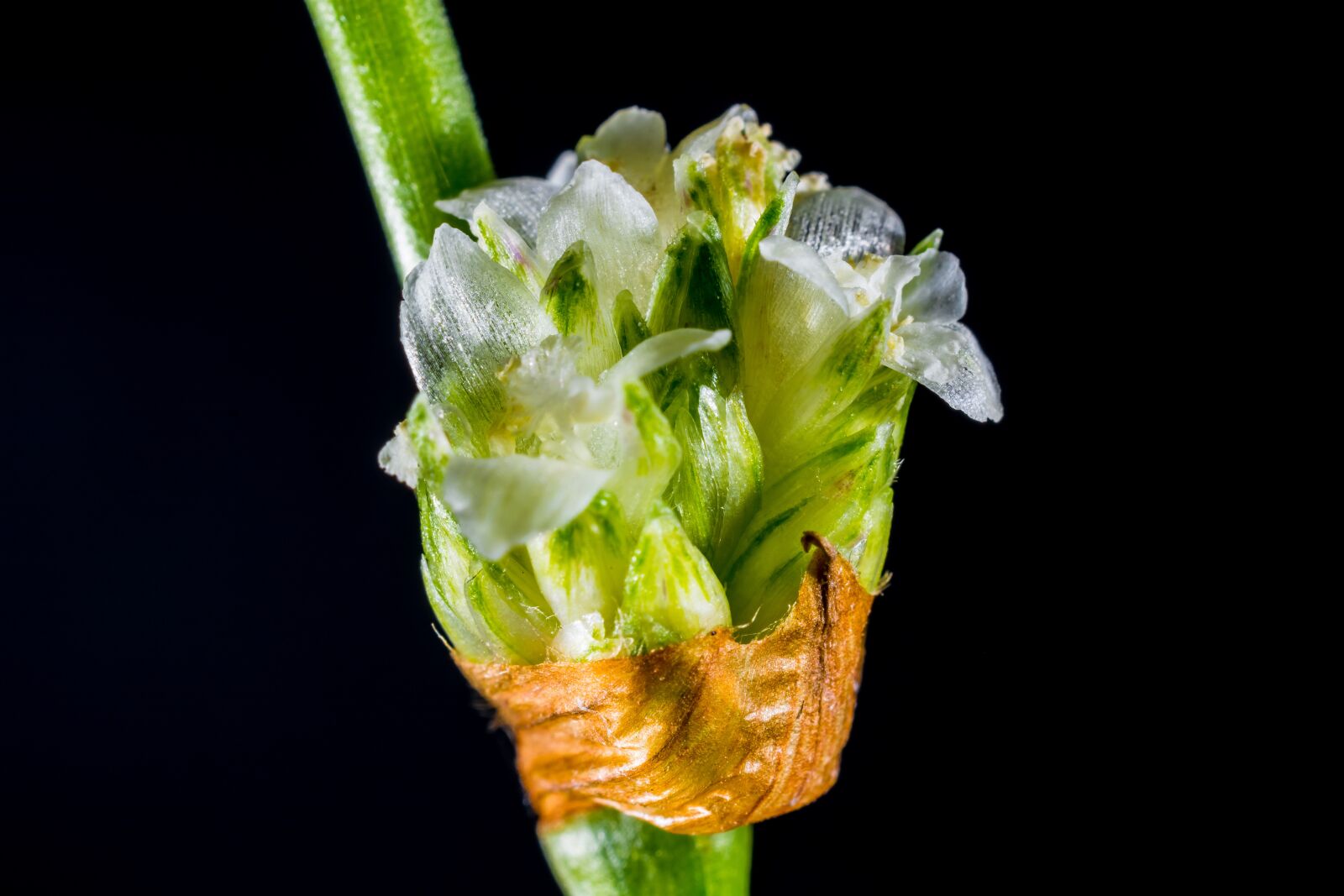 Nikon D5200 sample photo. Small flower, wild flower photography
