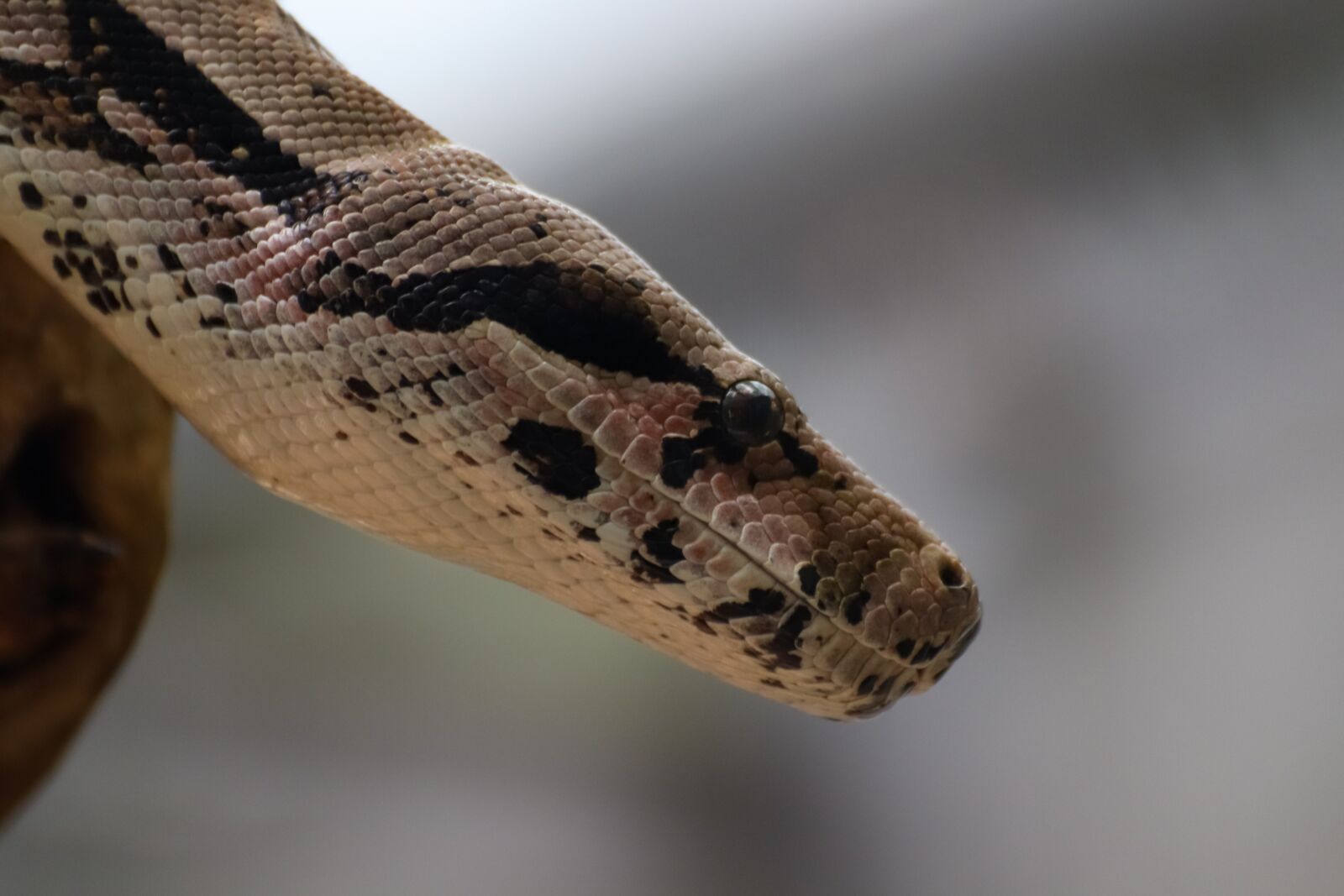 Canon EOS 800D (EOS Rebel T7i / EOS Kiss X9i) sample photo. Python, snake, animal photography