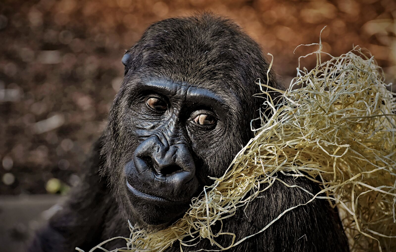 Nikon D7200 sample photo. Gorilla, monkey, animal photography