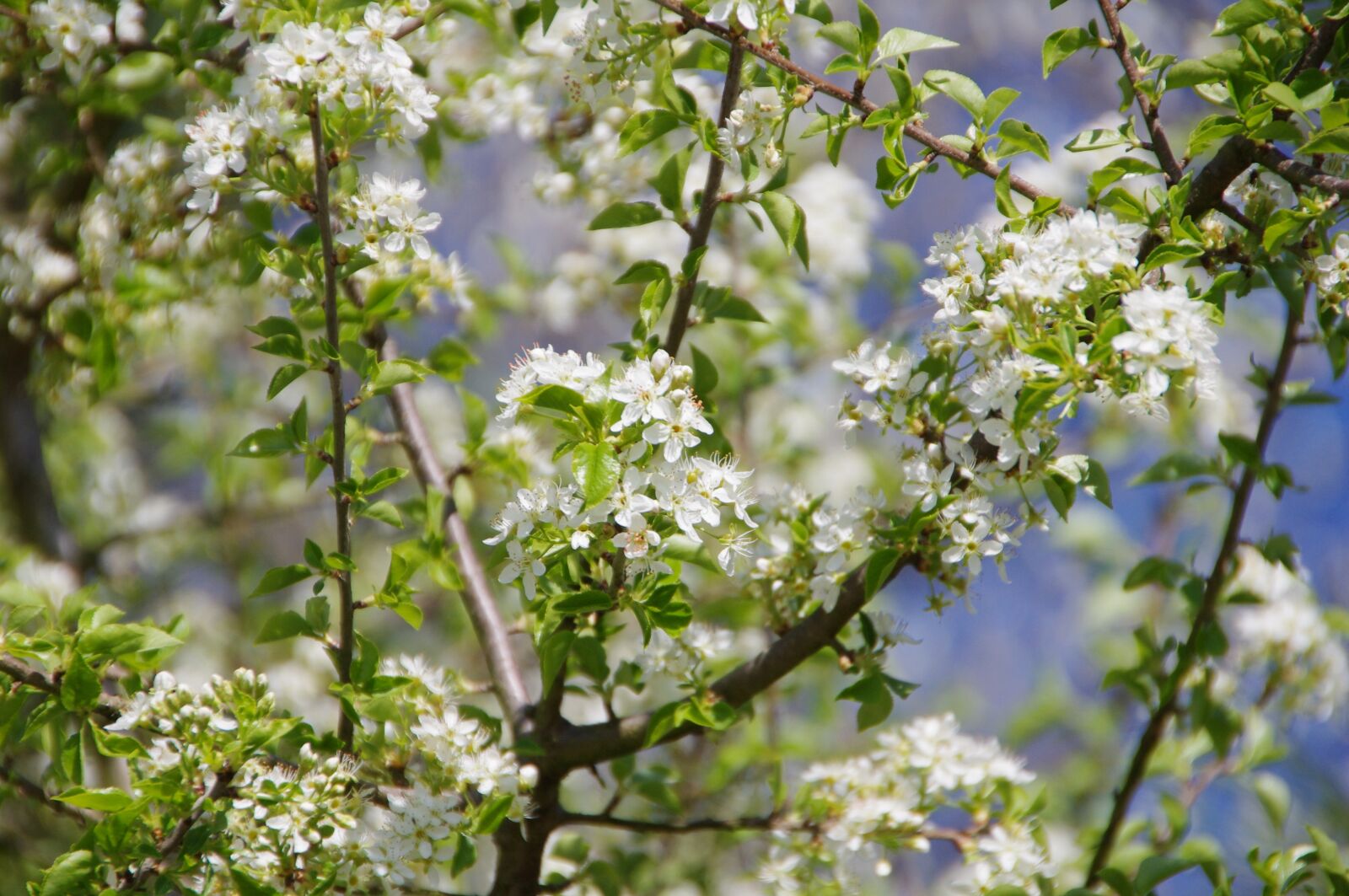 Pentax K-x sample photo. Flower, tree, branch photography