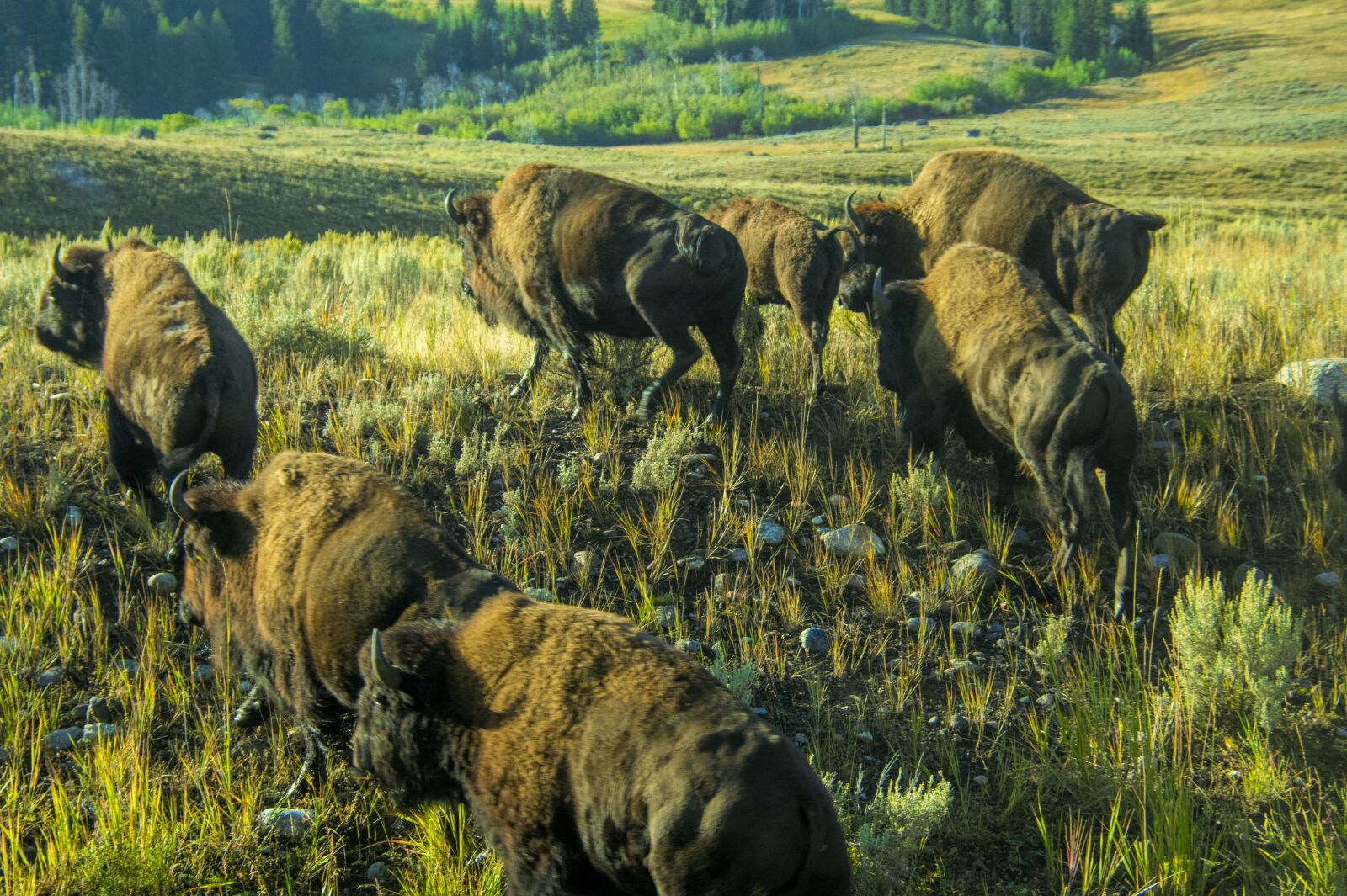 Nikon D850 sample photo. Bison, buffalo, yellowstone photography