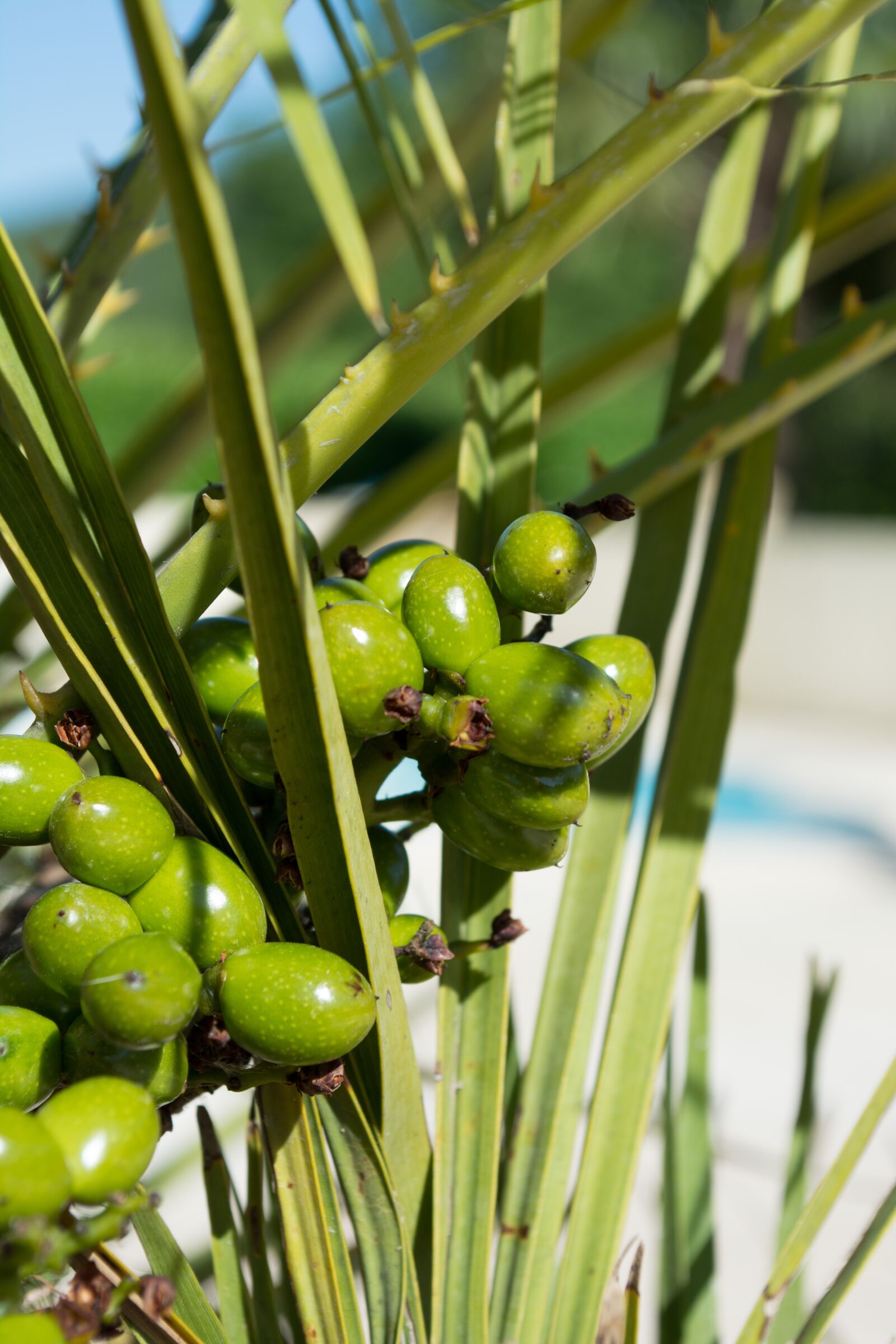 Nikon D5200 sample photo. Palm, fruit, fruits photography