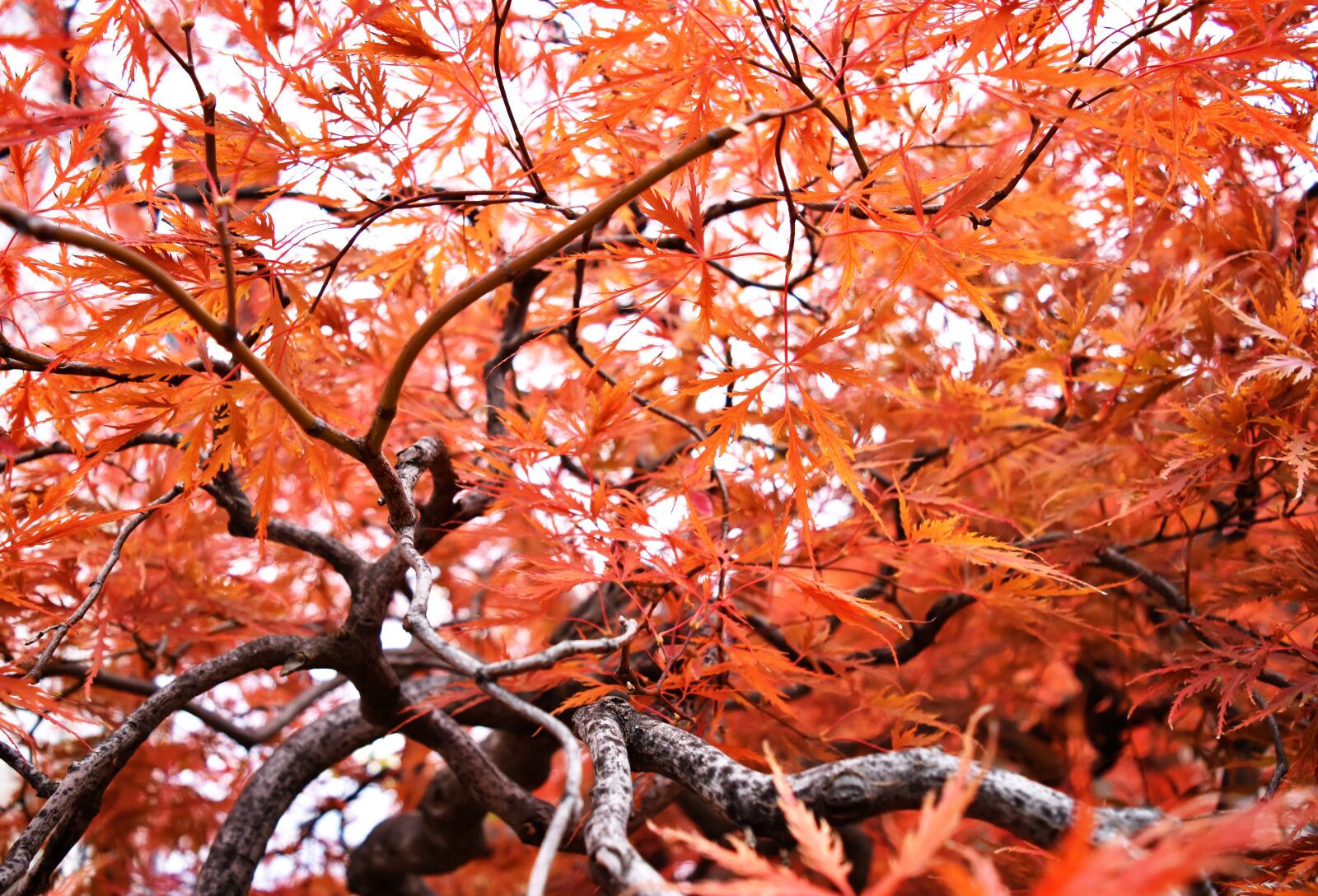 Nikon D5500 sample photo. Autumn, maple, autumnal leaves photography