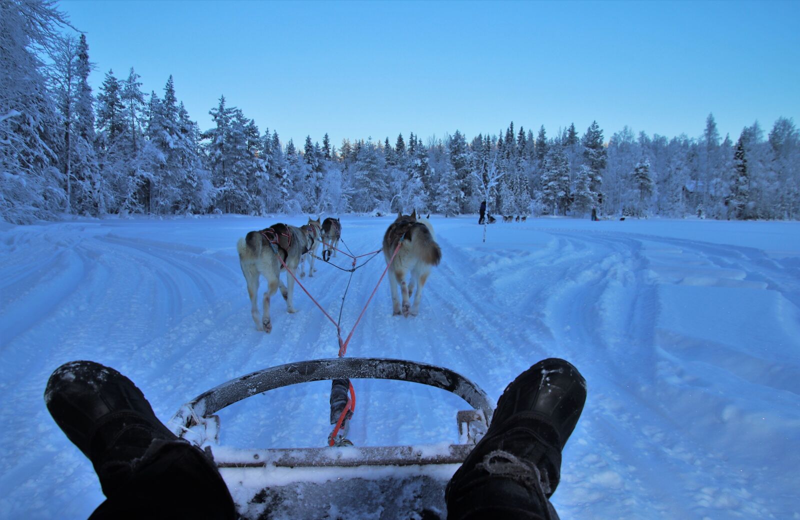 Canon EOS 80D sample photo. Dogs, pimp my sleigh photography