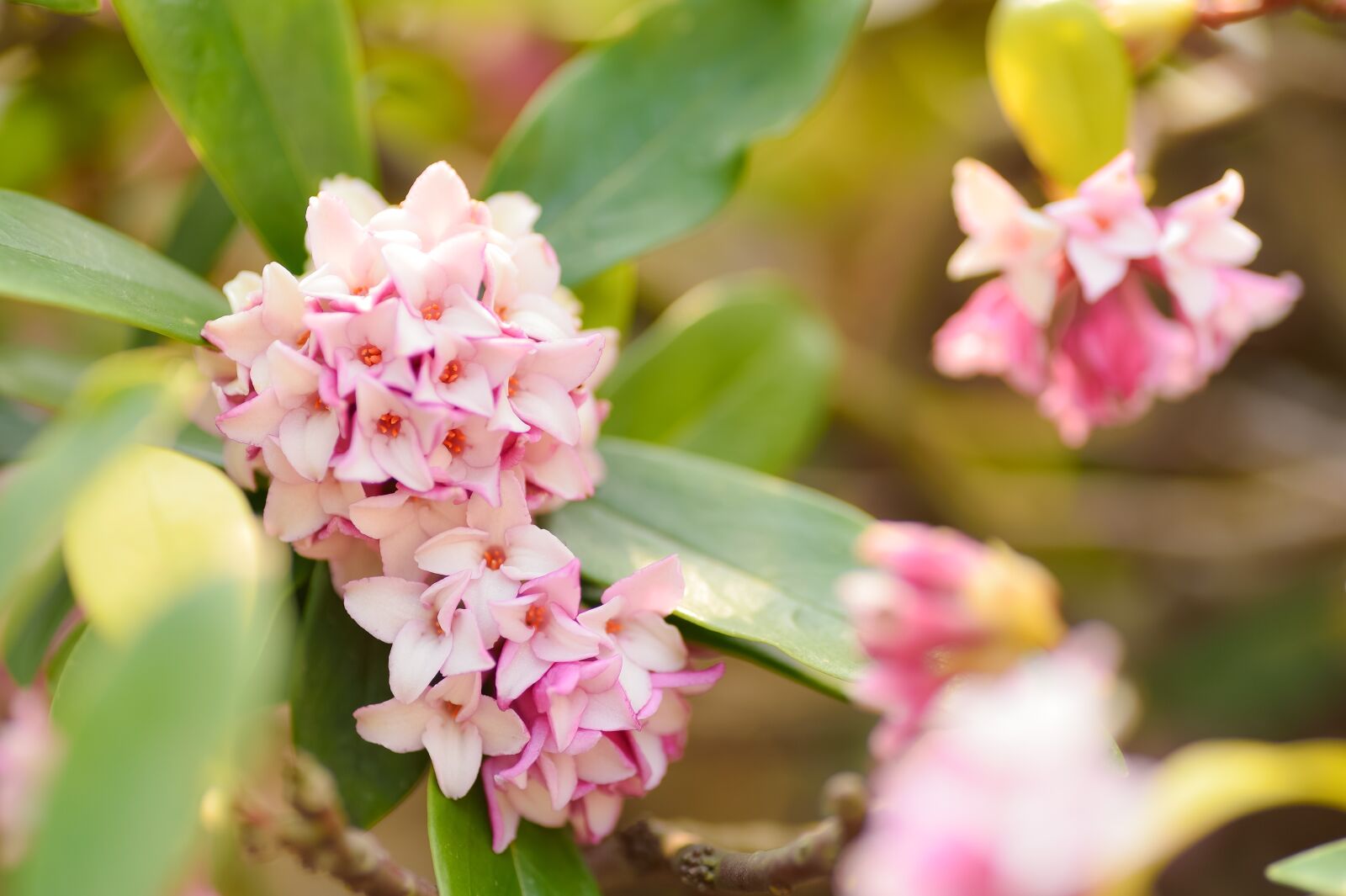 Nikon Df sample photo. Plant, natural, flowers photography