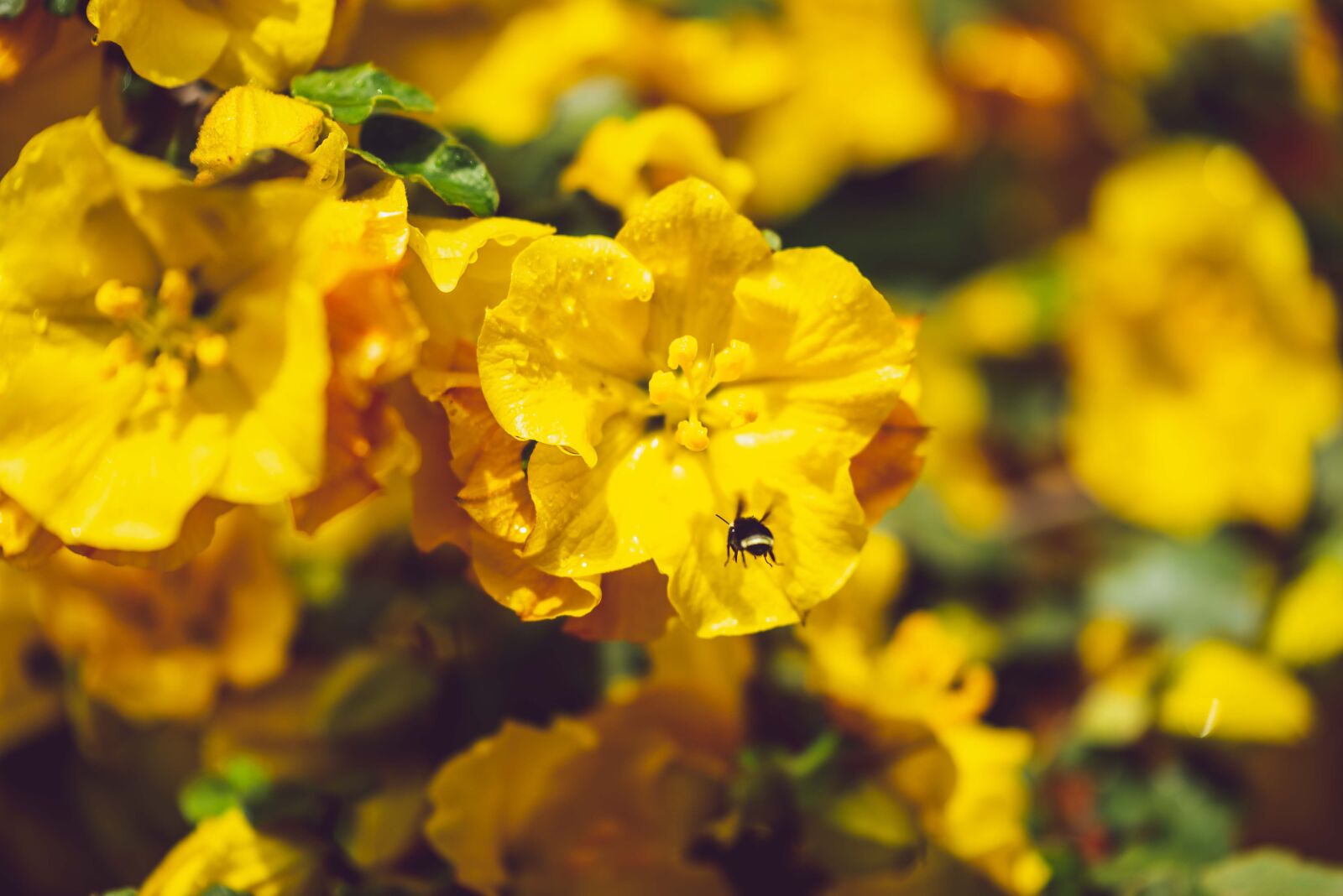 Nikon D750 sample photo. Yellow, bee, flower photography