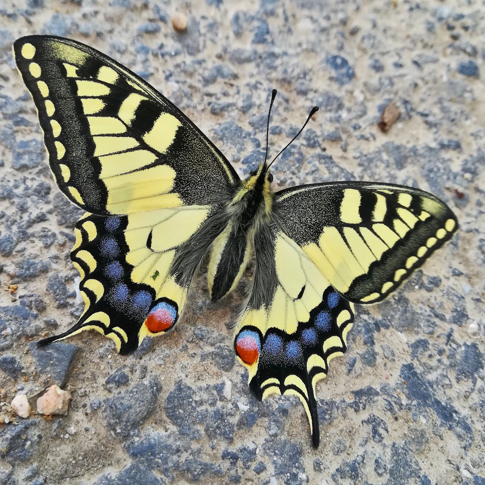 HUAWEI P10 lite sample photo. Swallowtail in town, butterfly photography