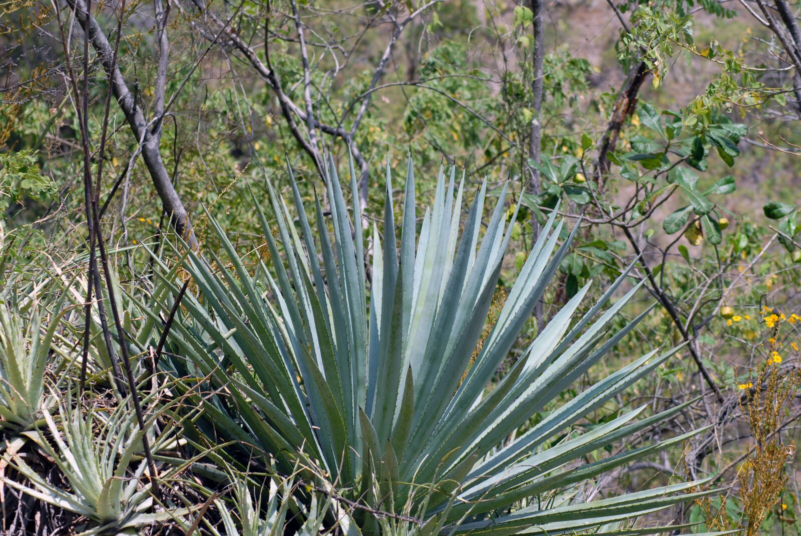 Nikon D200 sample photo. Maguey, thorns, nature photography