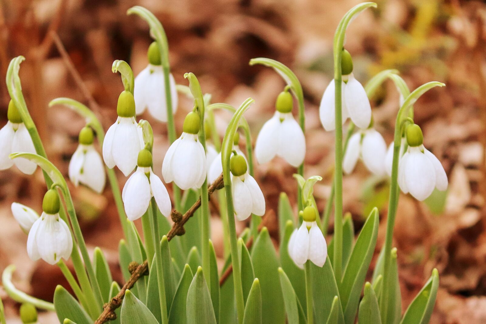 Canon EOS 200D (EOS Rebel SL2 / EOS Kiss X9) sample photo. Snowdrop, spring, signs of photography