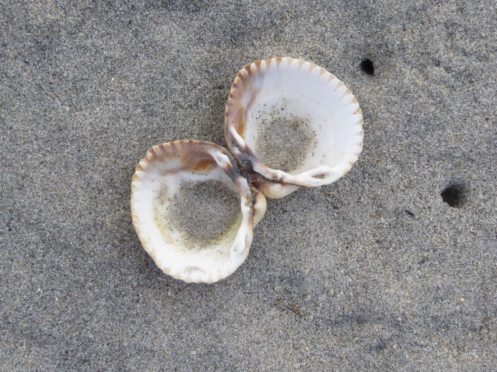 Panasonic Lumix DMC-ZS50 (Lumix DMC-TZ70) sample photo. Sea, shell, beach photography