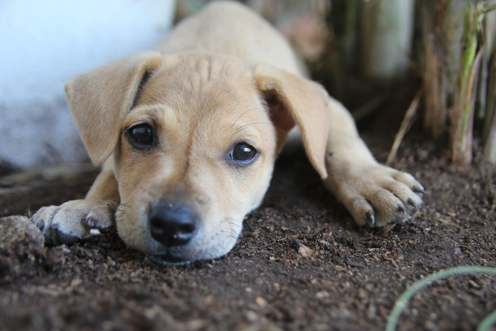 Canon EOS 5D Mark III sample photo. Dog, animal, pet photography