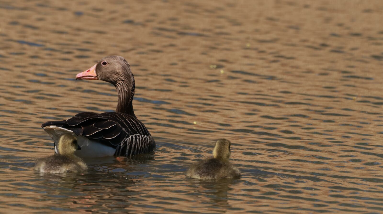 150-600mm F5-6.3 DG OS HSM | Contemporary 015 sample photo. Lake, spring, nature photography