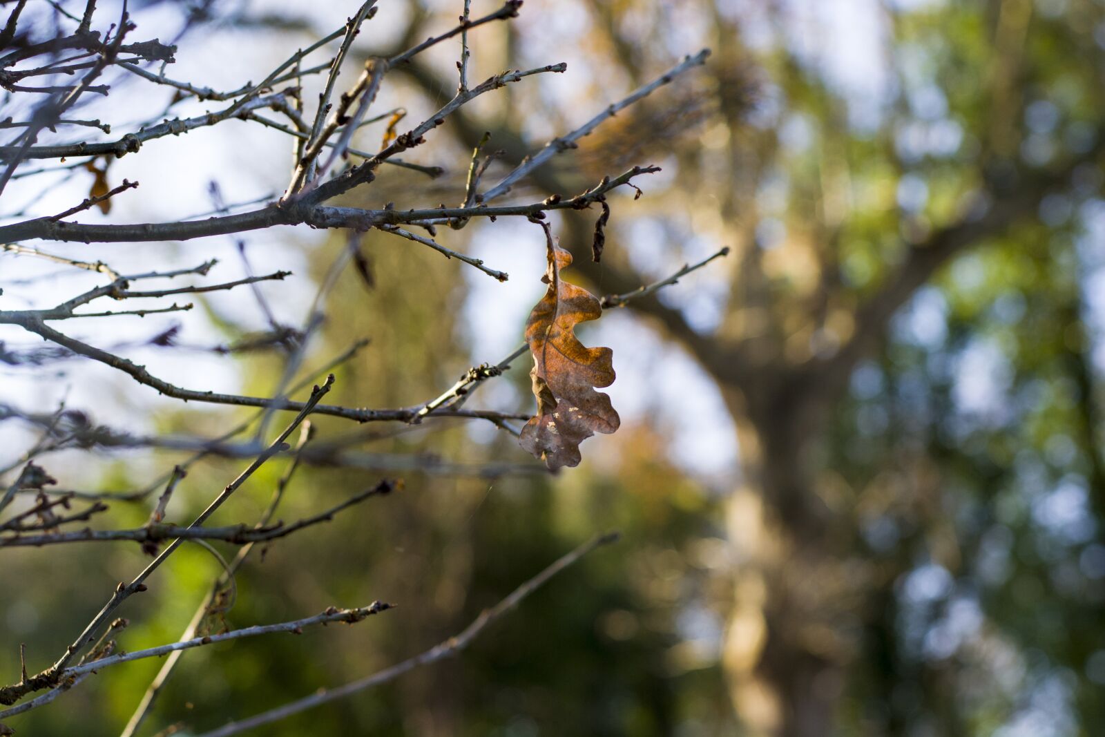Nikon D5200 sample photo. Tree, christmas tree, trees photography