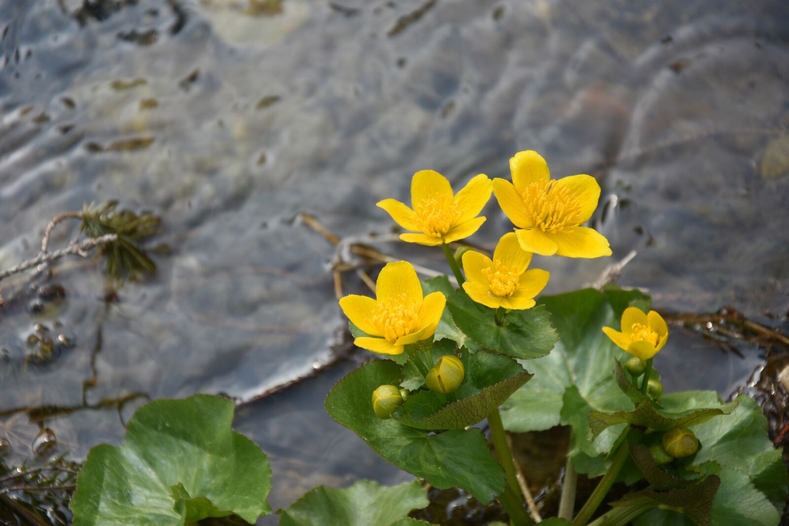 Nikon D7200 sample photo. Your marigolds, flower, chocho photography