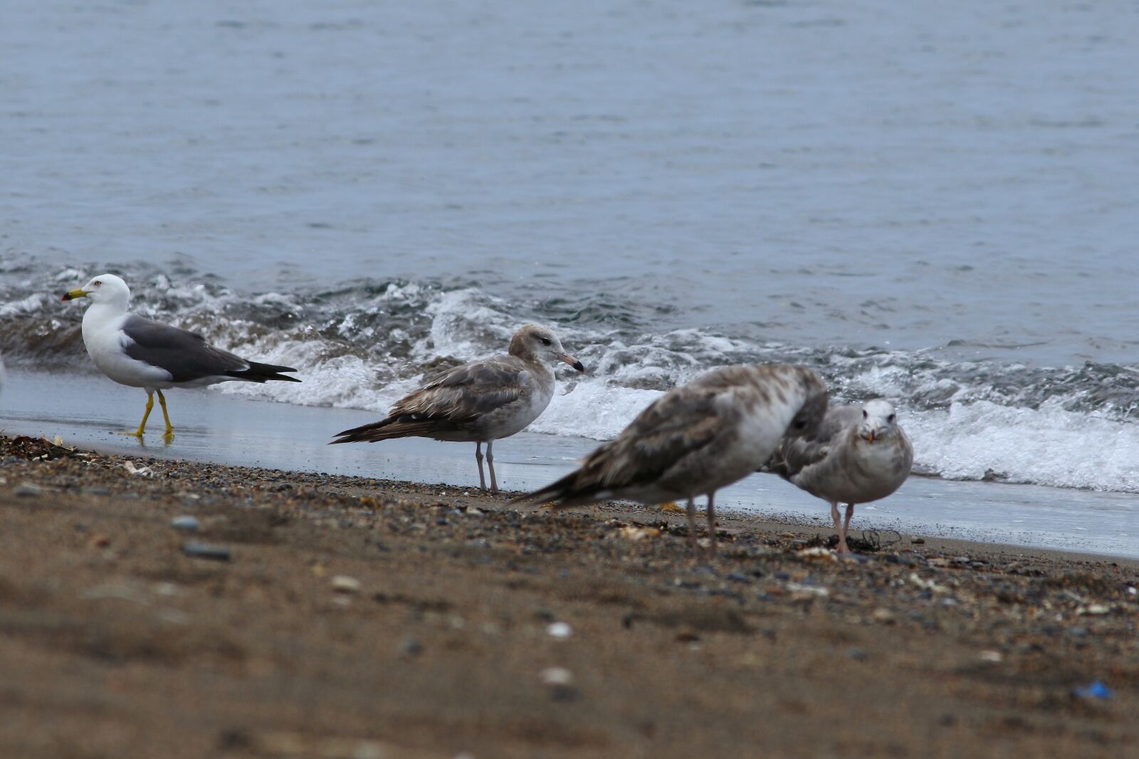 Nikon 1 J5 + VR 55-200mm f/4-5.6G sample photo. Animal, sea, beach photography