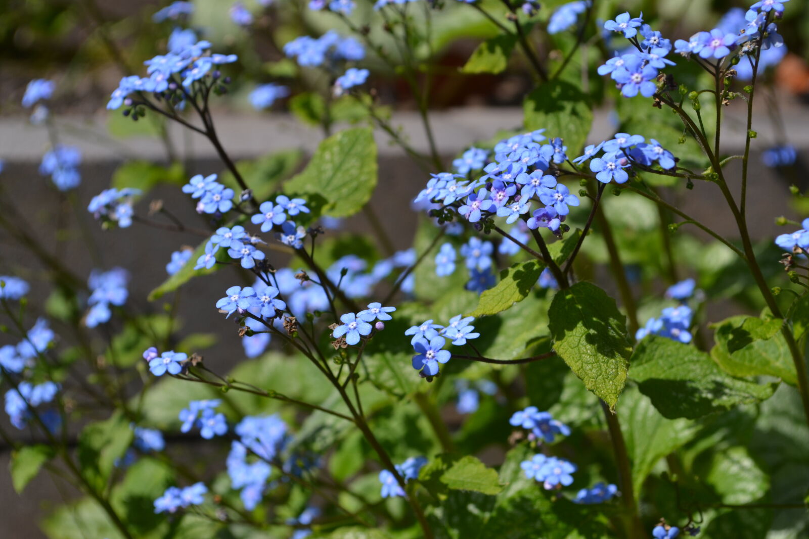 Nikon D3100 sample photo. Blue, contrast, cute, flowers photography