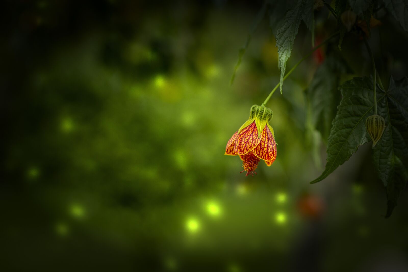 Nikon D600 sample photo. Flower, nature, spring photography
