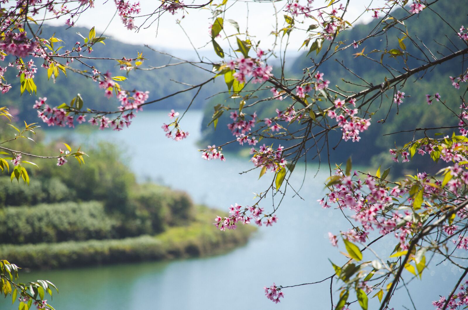 Nikon D7000 sample photo. Flowers, cherry blossoms, travel photography