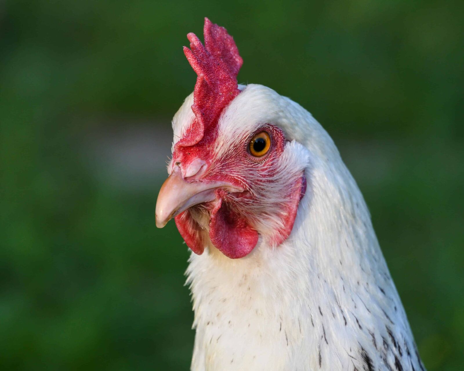 Nikon D500 sample photo. Hen, poultry, bird, feather photography