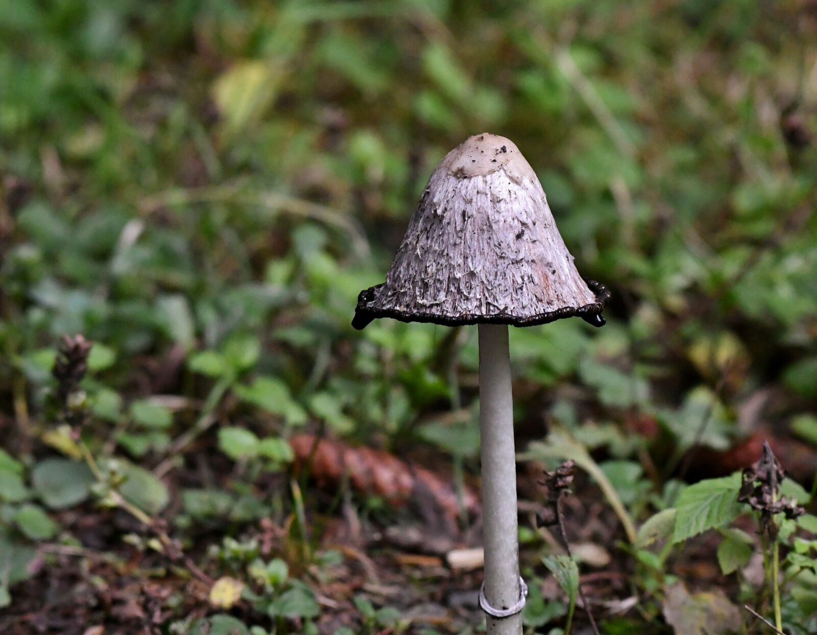Nikon D500 sample photo. Mushroom, mold, hat photography